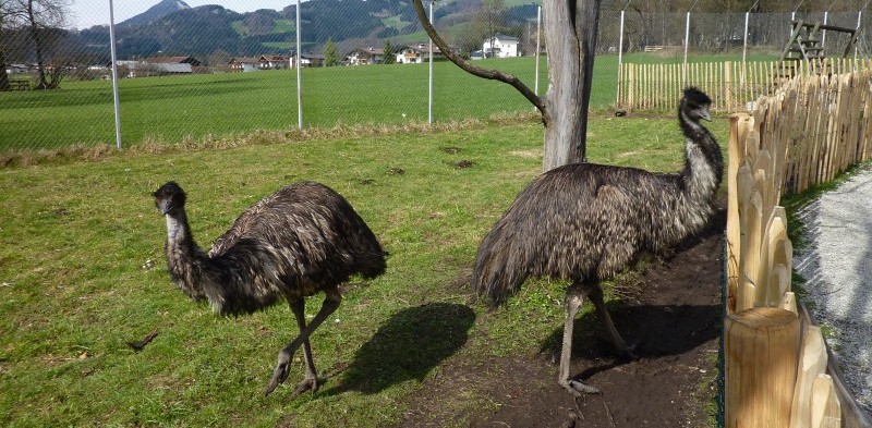 Raritätenzoo in Ebbs bei Kufstein