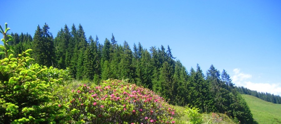 Wandern im August in Tirol