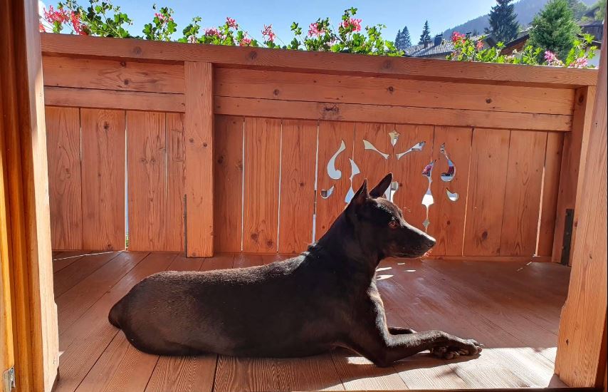 Ferienwohnung mit Hund Wildschönau Tirol