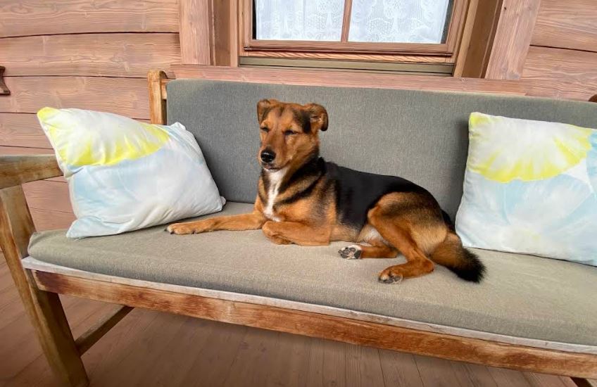 Ferienwohnung Hund Tirol