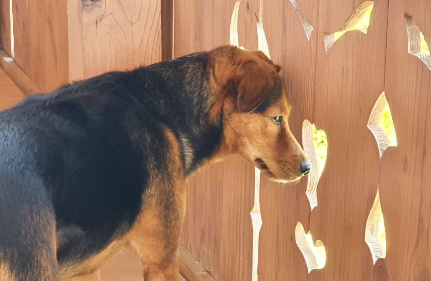 Urlaub mit Hund in Tirol