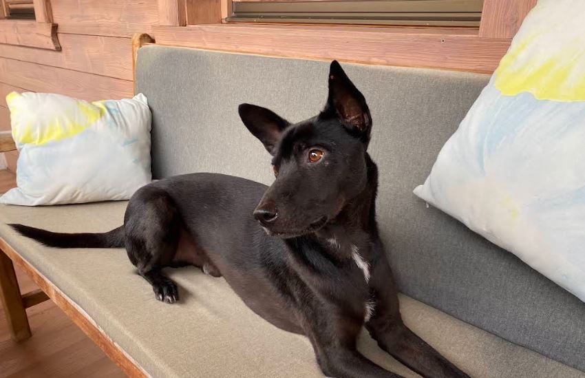 Urlaub Hund