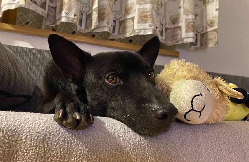 Urlaub mit Hund in der Wildschönau