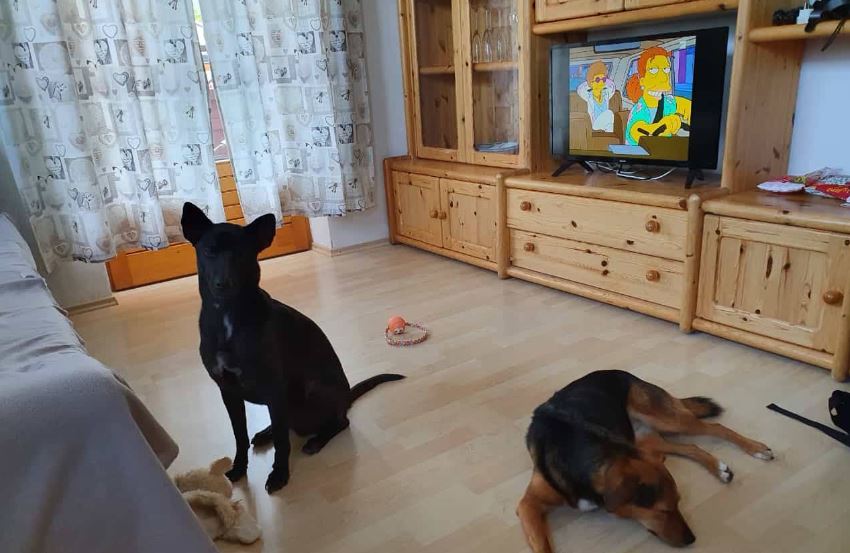 Urlaub Hund Wildschoenau