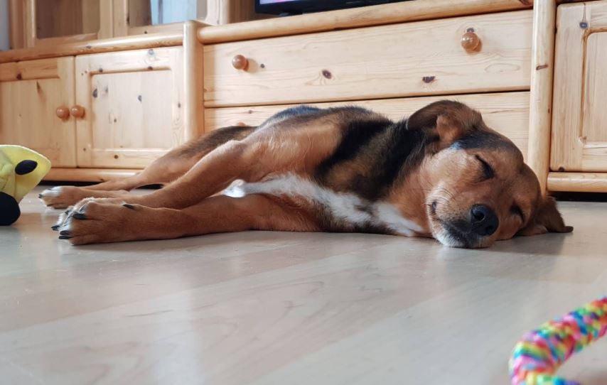 Wandern mit Hund in Tirol Wildschönau