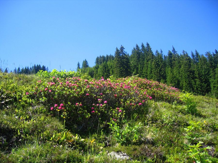 Almrosenblüte an der Markbachjochbahn