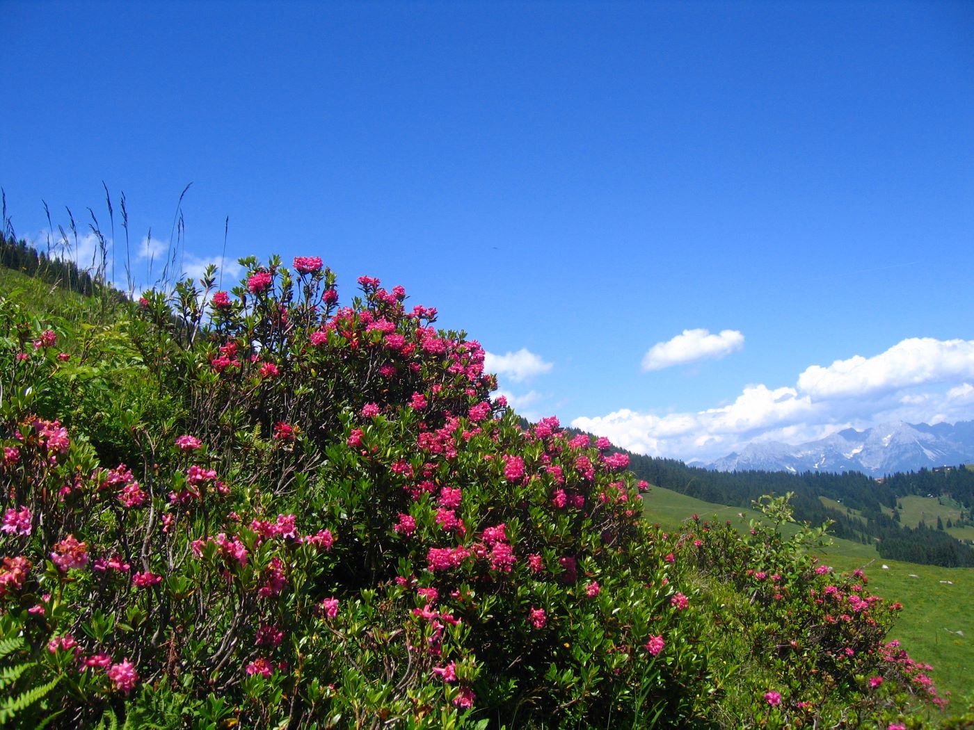 Wandergebiet Wildschönau in Tirol