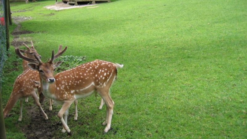 Wildpark wildbichl 1