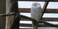 Wildpark wildbichl 2