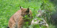 Wildpark wildbichl 4