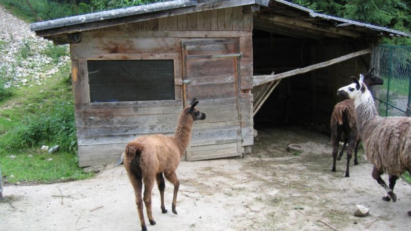 Wildpark wildbichl 5