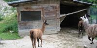 Wildpark wildbichl 5