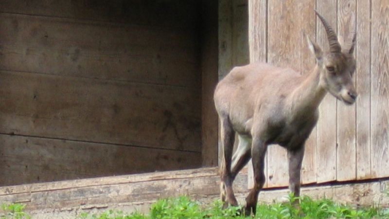 Wildpark wildbichl 7