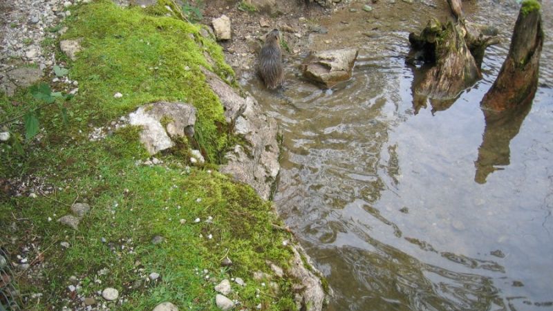 Wildpark wildbichl 8