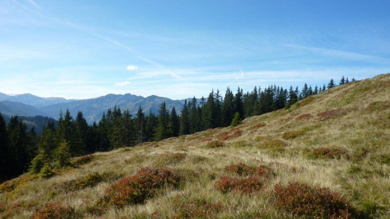 wanderurlaub hund Tirol